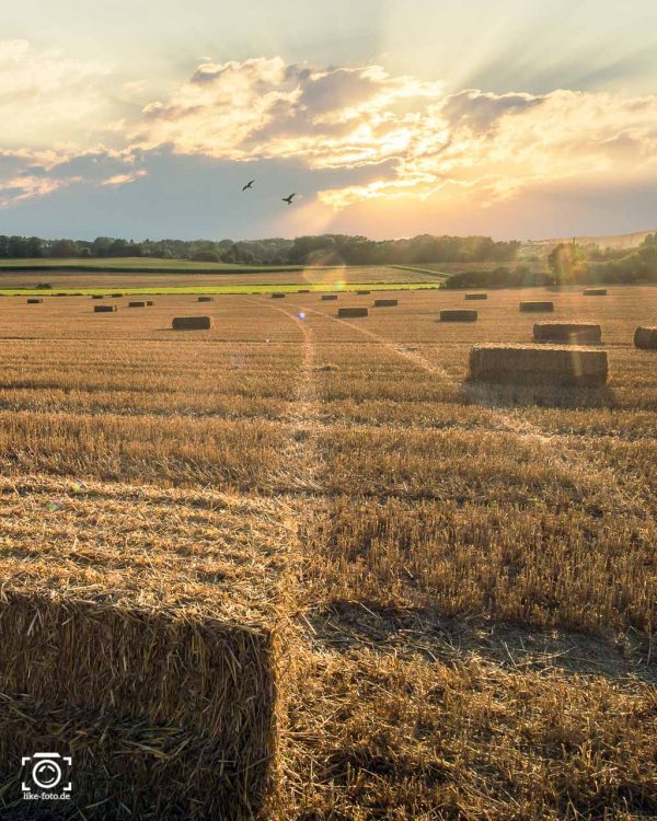 Getreidefeld im Herbst während Sonnenuntergang - Fotografie Tipps, Kreativität und Fotoideen auf like-foto.de