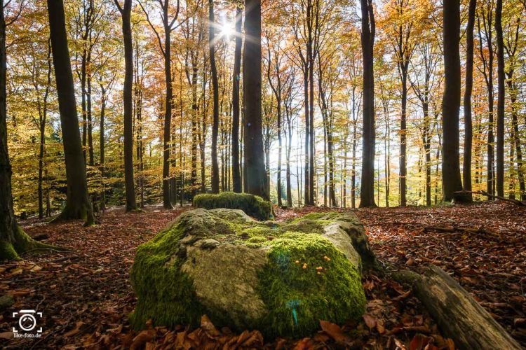 Malerischer Herbstwald im Gegenlicht aus Bayern - Prints, Drucke, T-Shirts kaufen.